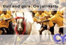 Today’s Focus on The Hindu| Bull and gore: On jallikattu